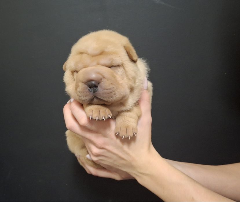 Szczenię Shar pei FCI