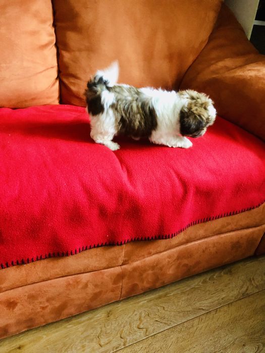 Shih tzu szczeniaczek