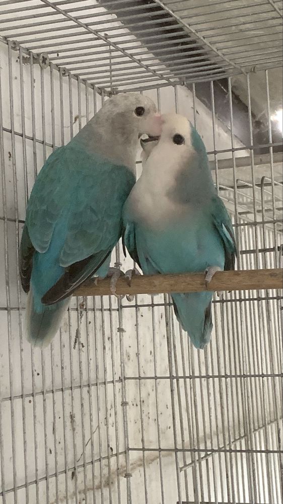 Casal agapornis longfeather