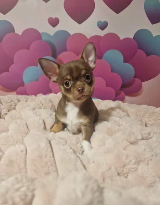 Czekoladowy chłopczyk chihuahua