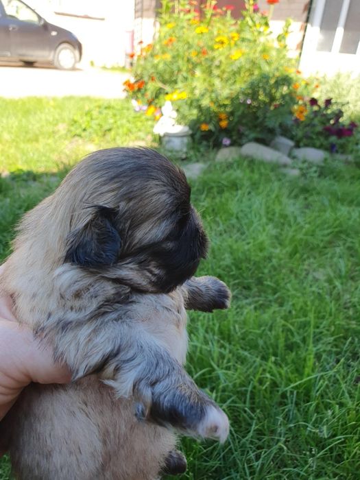 Королівські пекінеси