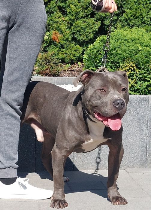 American staffordshire terier Amstaff Blue