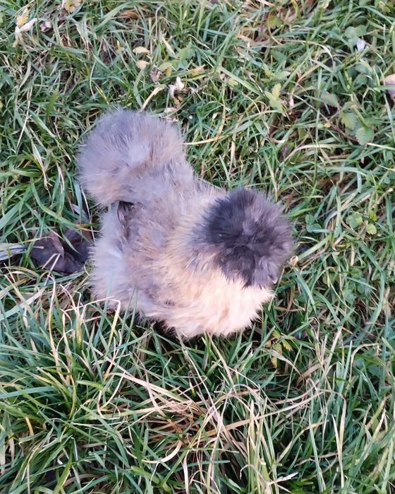 Same Kury. Kura silki Silka.