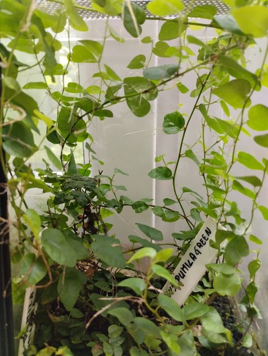 Focus pumila green, cięta sadzonka.