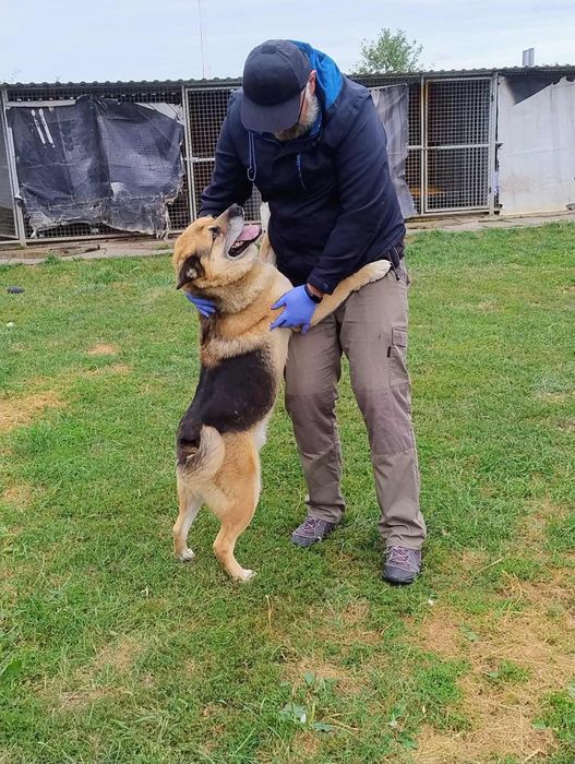 Owczarek niemiecki Otto - oddam w dobre ręce