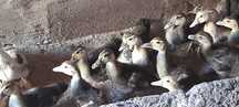 Patos mudos 2 meses