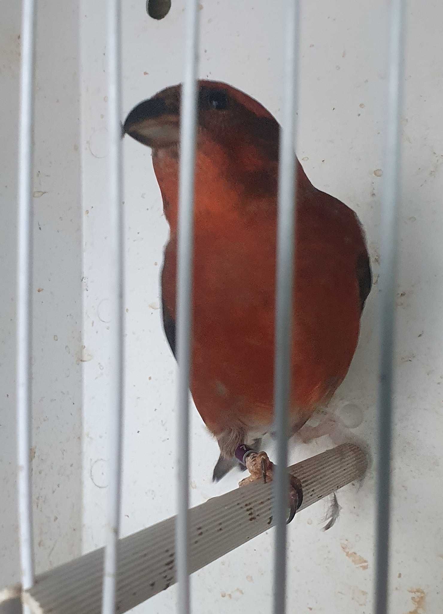 Varias aves de fauna