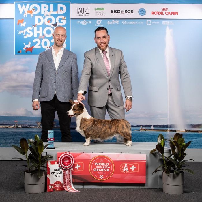 Planowany miot wiosna 2026 Welsh Corgi!