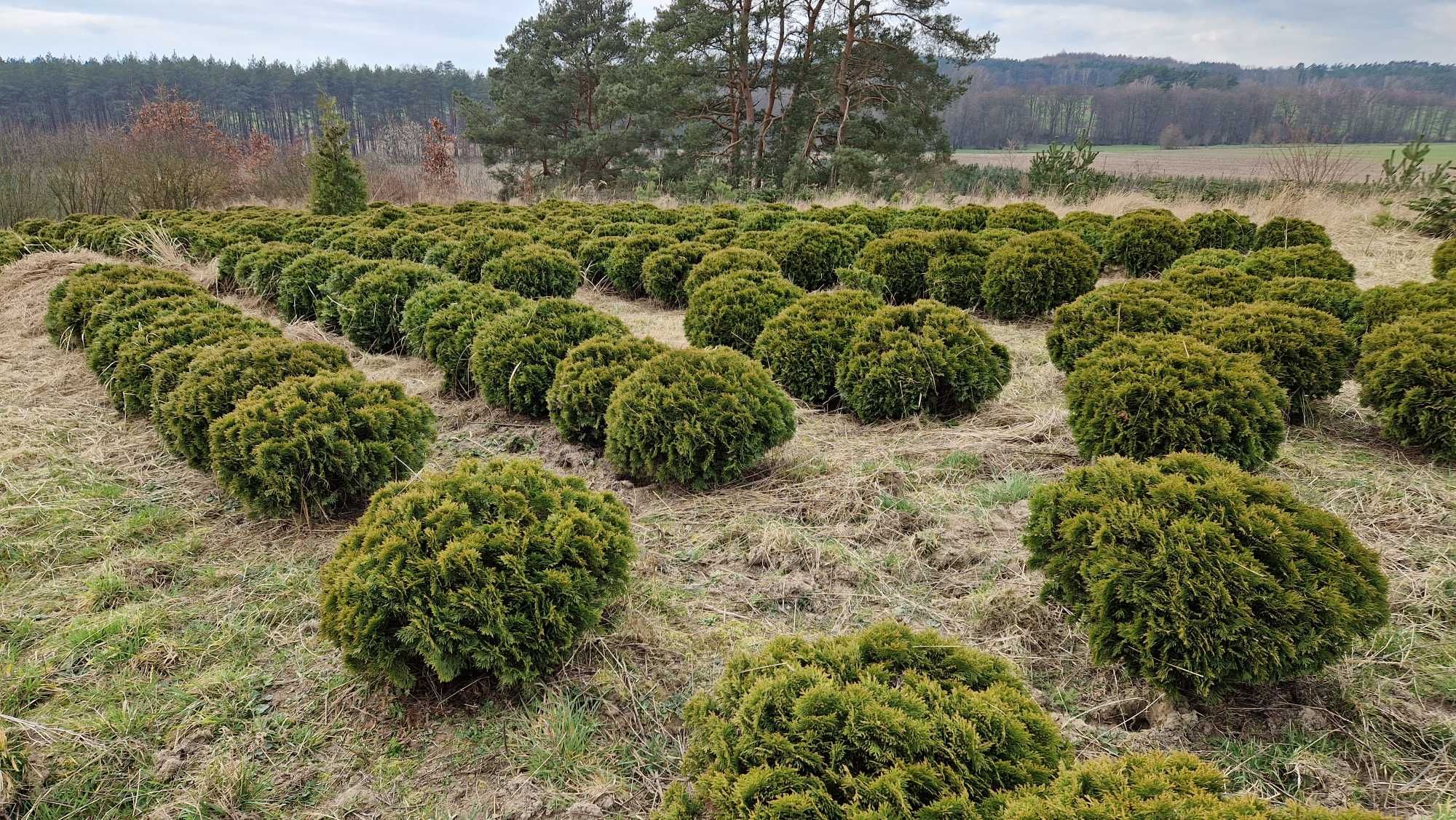 Thuja Golden Tuffet śr. 80 cm. Ilości hurtowe