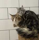 Koty Maine coon