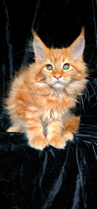 Львенок мальчик мейн кун