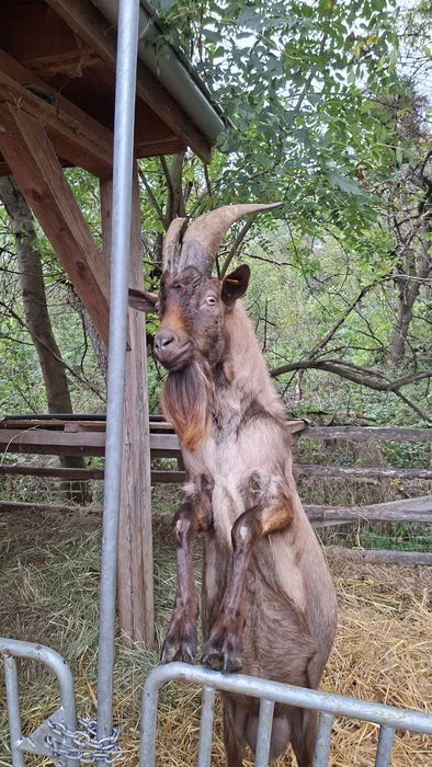 Kozioł / Cap Alpejski