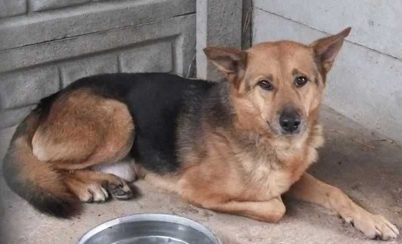 PIĘKNY w typie owczarka niem. - bardzo fajny i wesoły - pokochaj