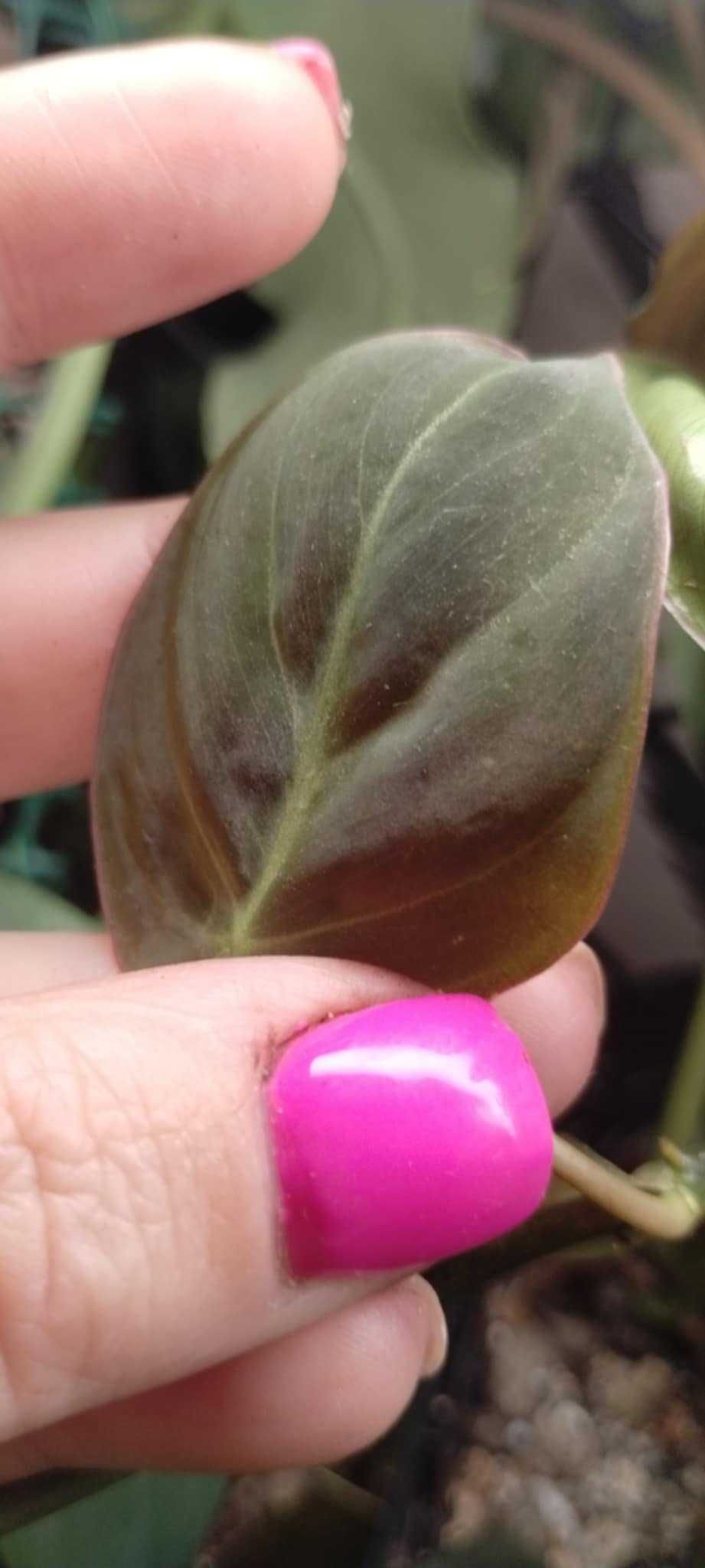 philodendron miscant variegata szczyt, cięty regres