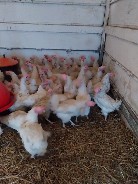 Kury nioski leghorny z jajkiem 30 tygodni