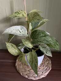 Епіпремнум Marble Queen