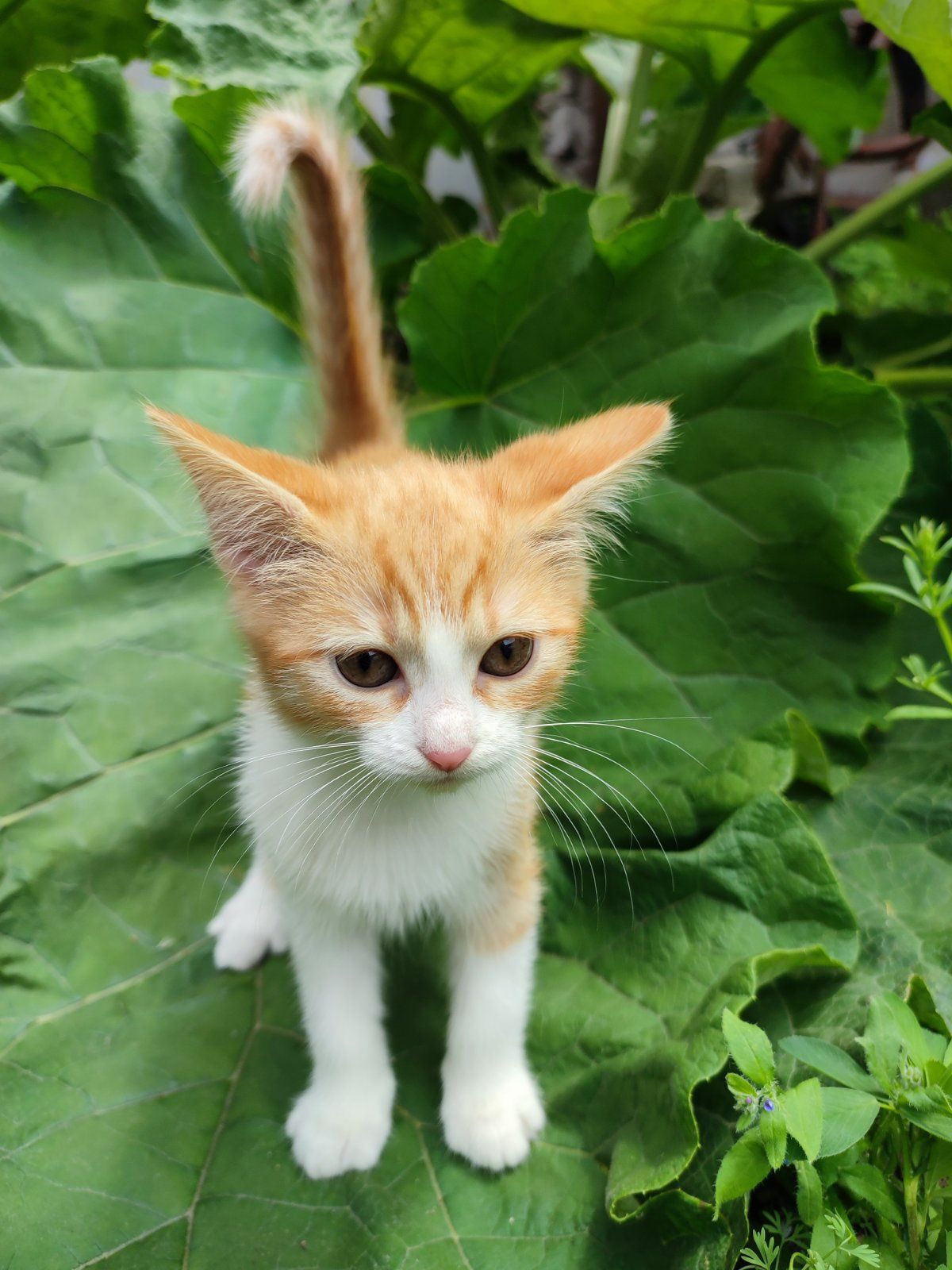 Бесплатно отдам домашних котят