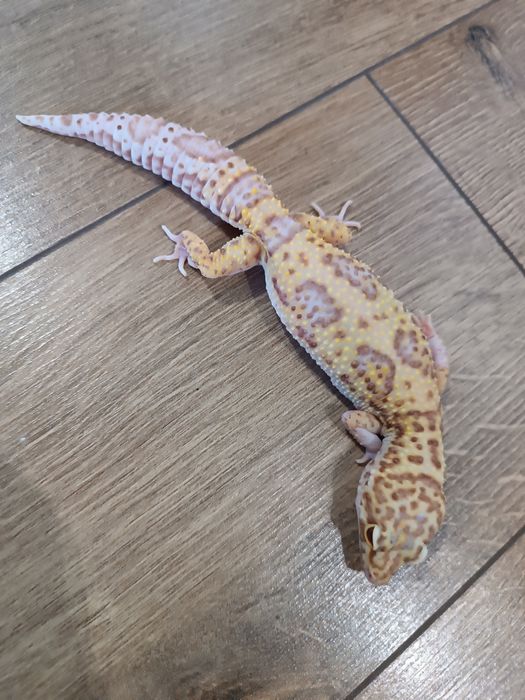 Gekony lamparcie cztery samice