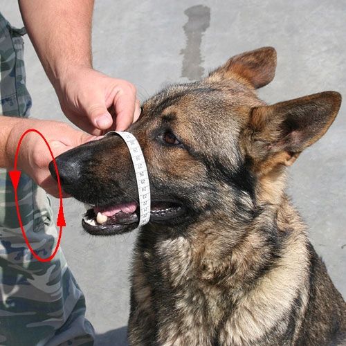 Dingo Gear K9 Kaganiec Fizjo Średni Owczarek Niem