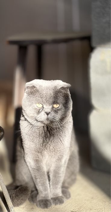 Вʼязка шотландського висловухого котика
