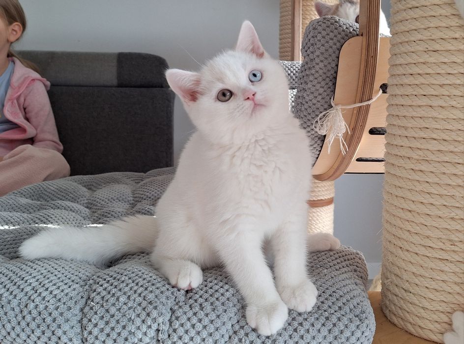 Kocurek Brytyjski Biały Odd Eye Rodowód  WCF