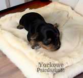 Piękny piesek Yorkshire Terrier m. czarna o. Merle