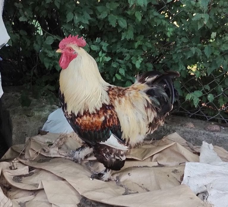 Kogut zmieni właściciela