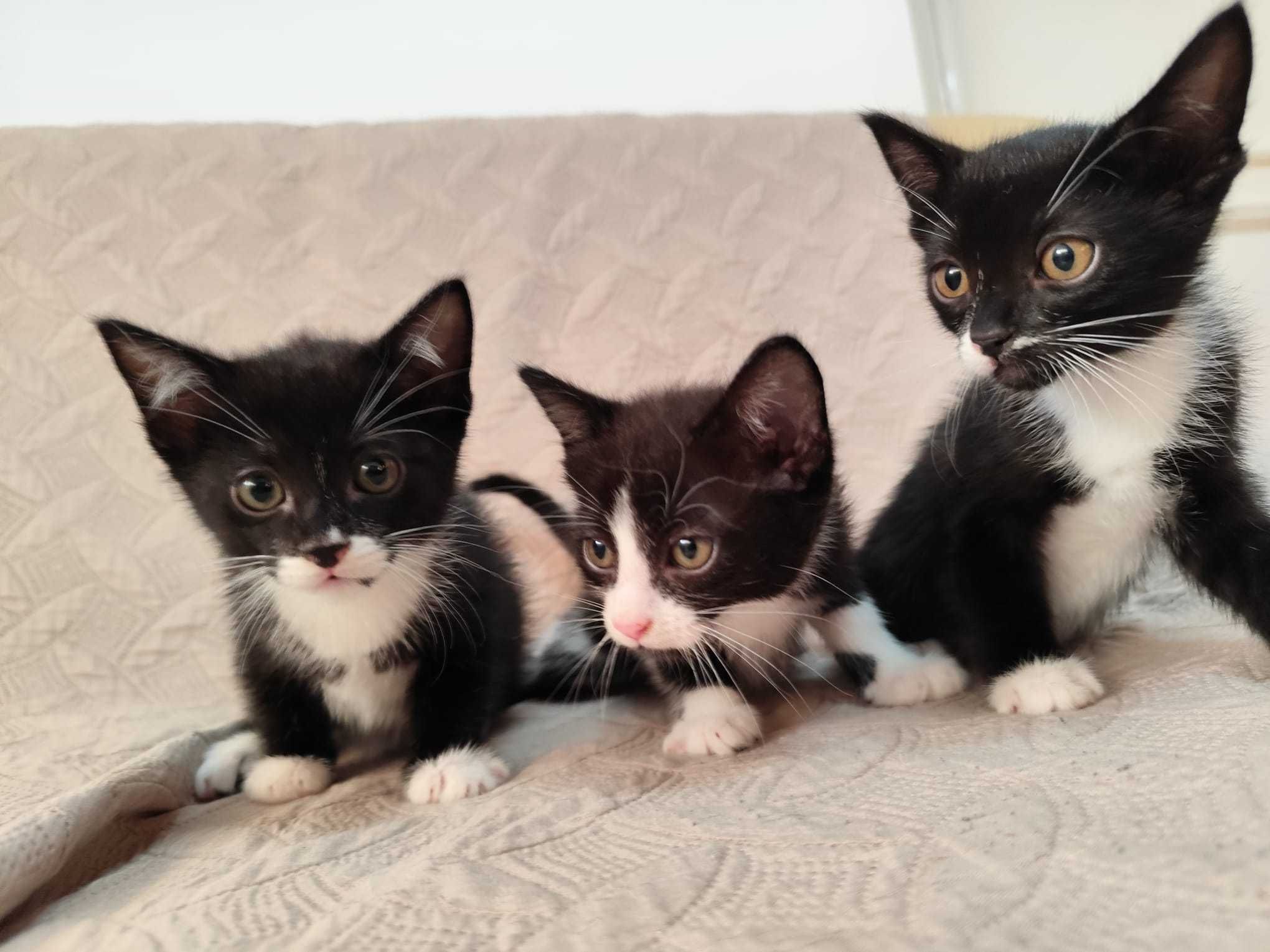Gatinhos/as  em adopção responsável, com 2 meses.