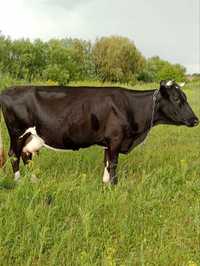 Терміново продам корову на втеліні.