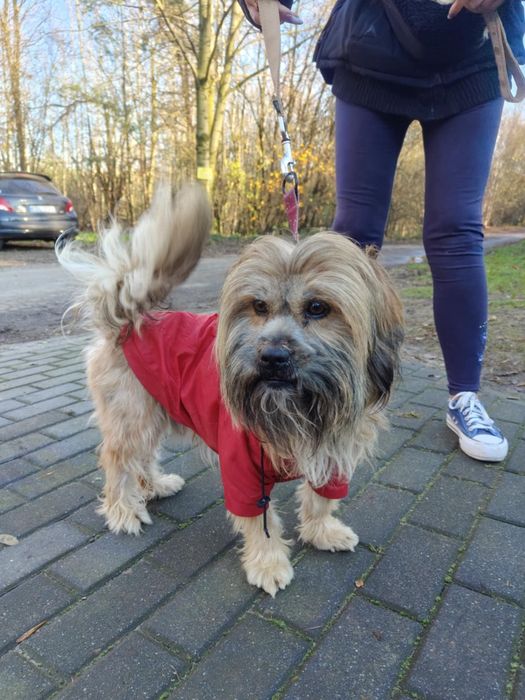 Śliczny młody piesek Adaś  do adopcji  ze schroniska.