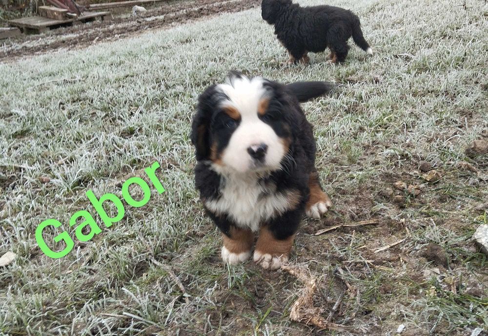 Berneński Pies Pasterski