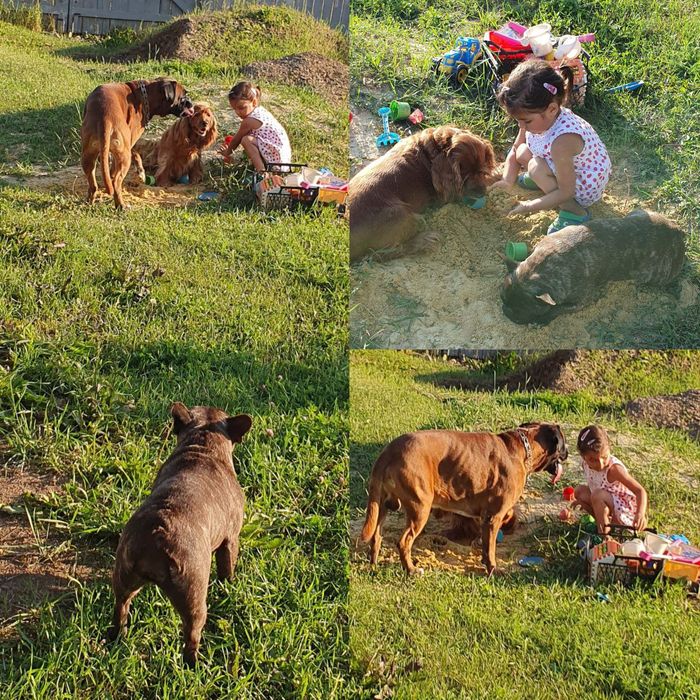 Передержка собак