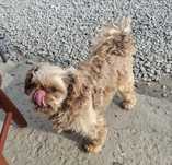 Shih tzu piesek dorosły czekoladowy