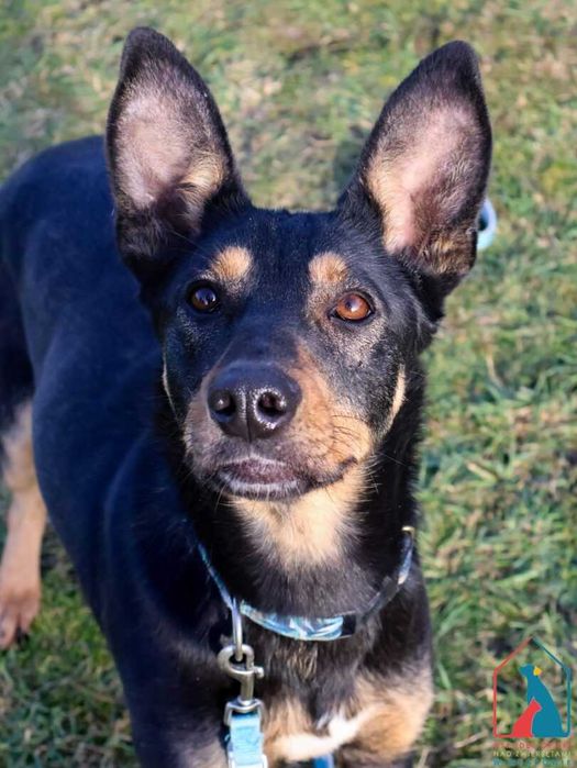 Delikatna, spokojna, spragniona miłości, uczuciowa sunia - adoptuj