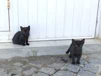 Gatinhos bebés para adoção