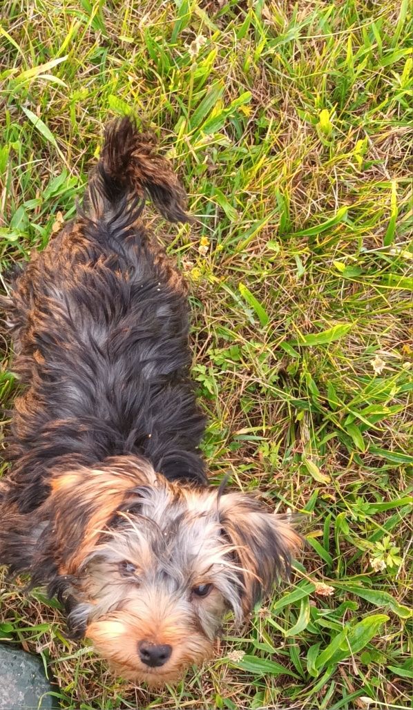 York Terrier piesek