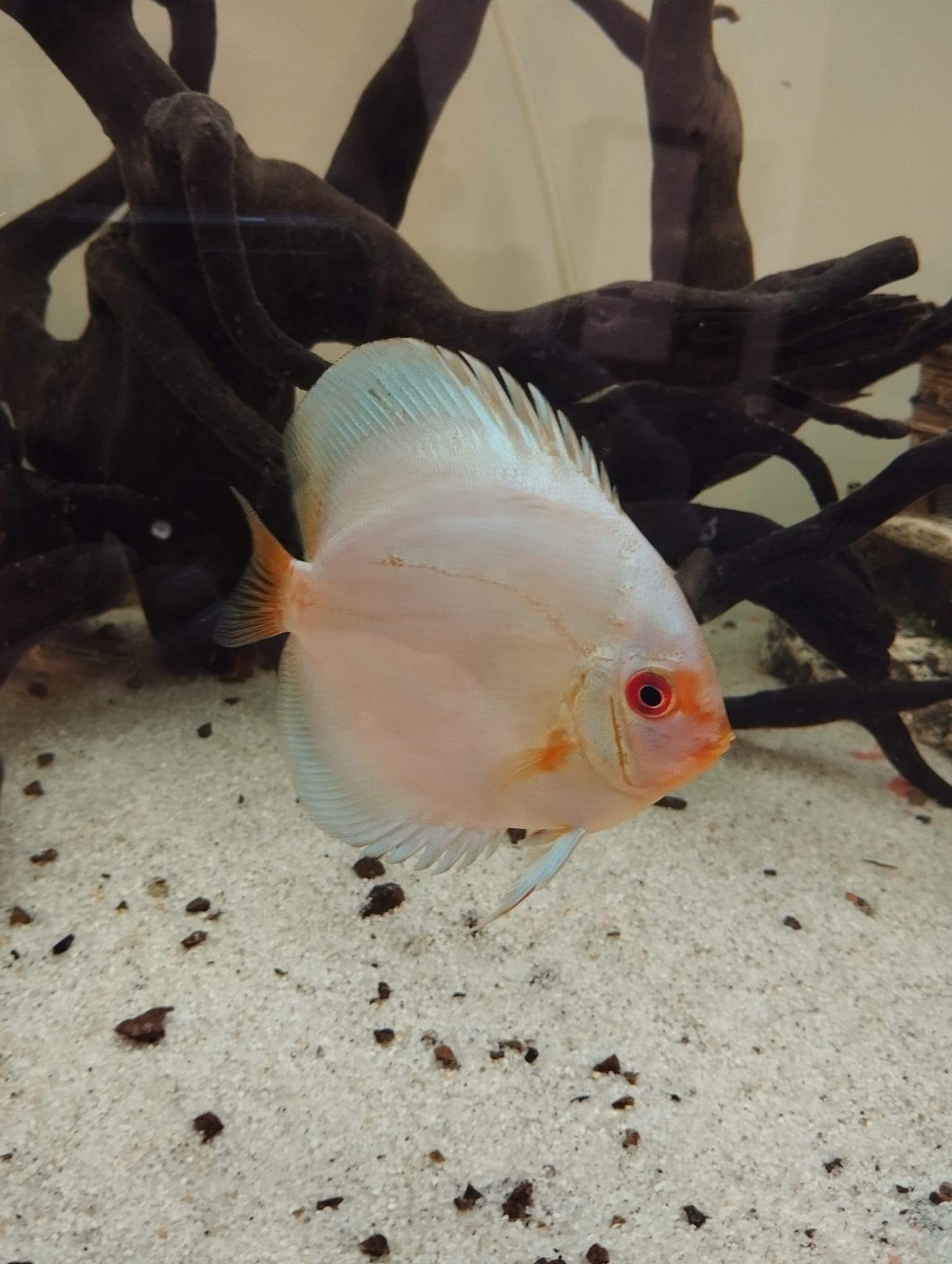 Discus azul diamante