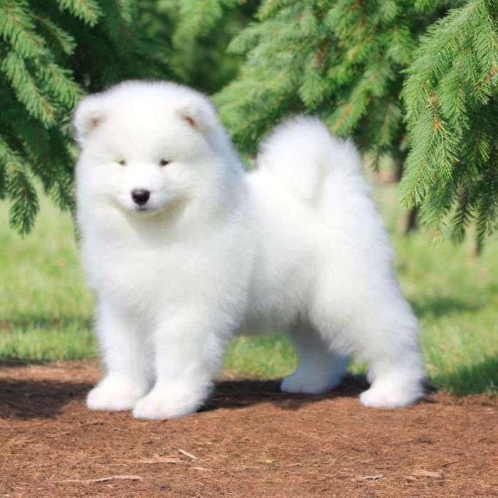Samoyed Suczka obydwoje rodzice FCI hodowla behawiorystyczna