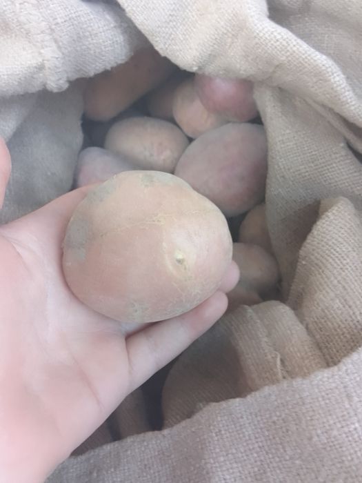 Молода картопля  дуже смачна