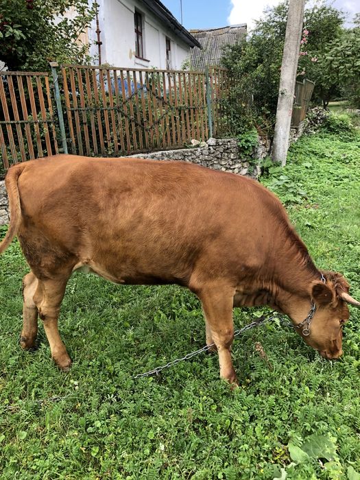 Продається тільна телиця