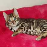 Gatinho Bengal 2 meses