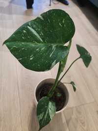 Monstera Thai Constellation