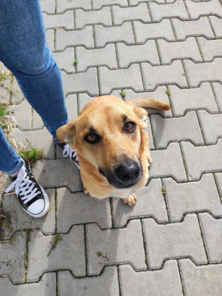 PILINIE samotny piesek szuka miłości