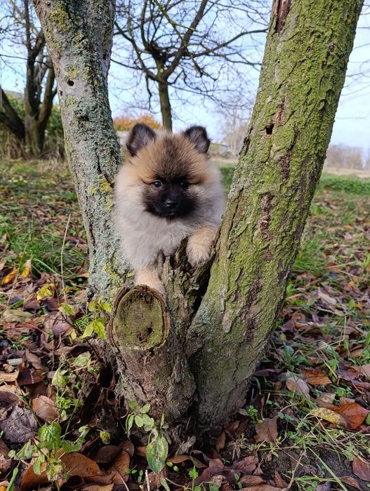 Szpic miniaturowy sunia