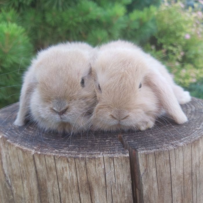 Królik Króliczek Mini Lop Karzełek