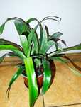 Bilbergia zwisla
