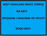 West Highland White Terrier