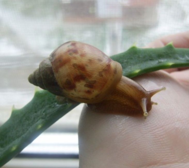 Улитка Ахатина Фулика