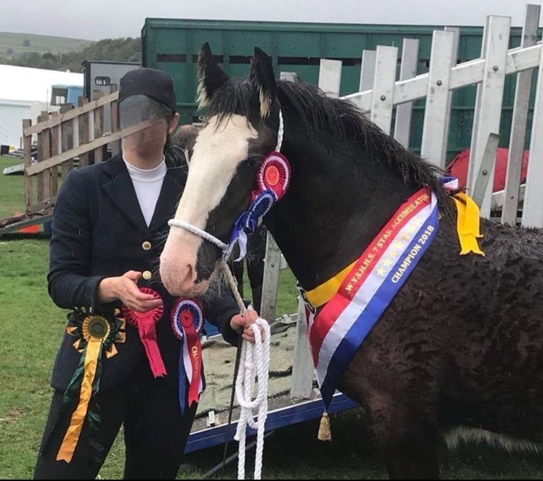 Piękny Shire Horse ogier (SHS)