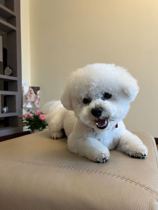 Бішон фрізе, вязка, Львів